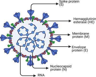 Prospective Medicinal Plants and Their Phytochemicals Shielding Autoimmune and Cancer Patients Against the SARS-CoV-2 Pandemic: A Special Focus on Matcha